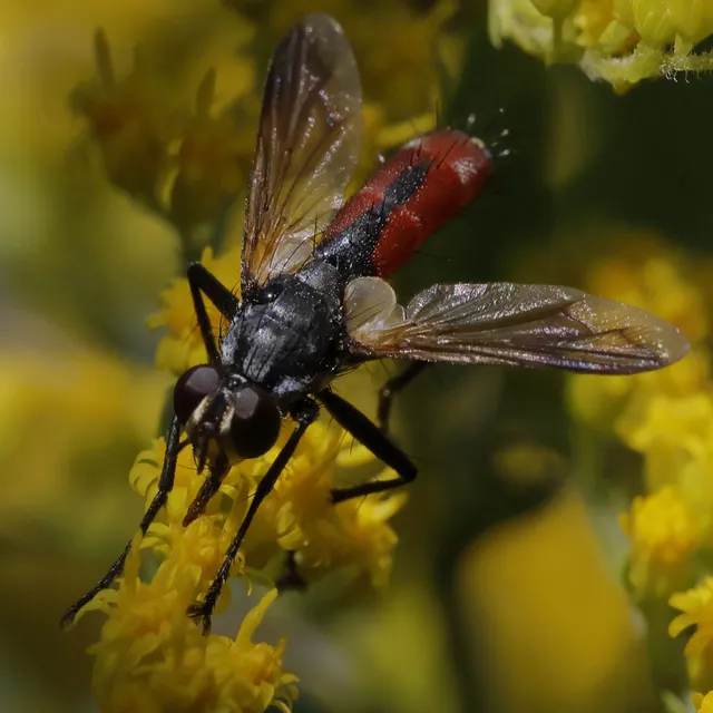 Cylindromyia bicolor