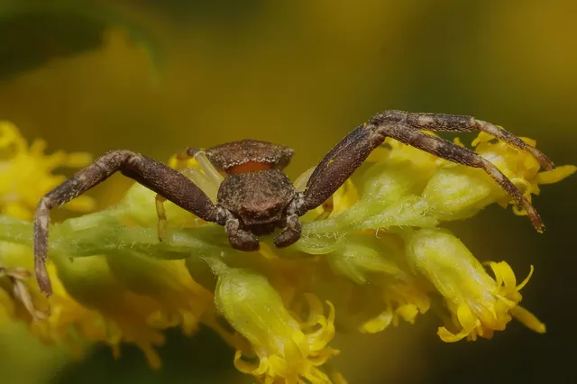 Pistius truncatus - csonka karolópók