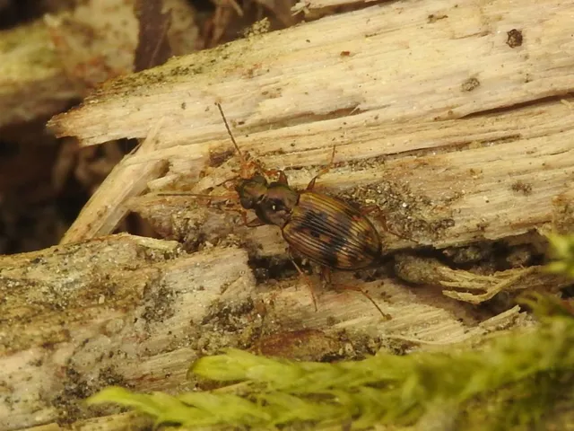 Bembidion semipunctatum - címeres gyorsfutó