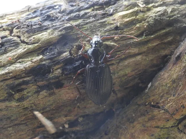 Limodromus assimilis - vöröslábú kisfutó