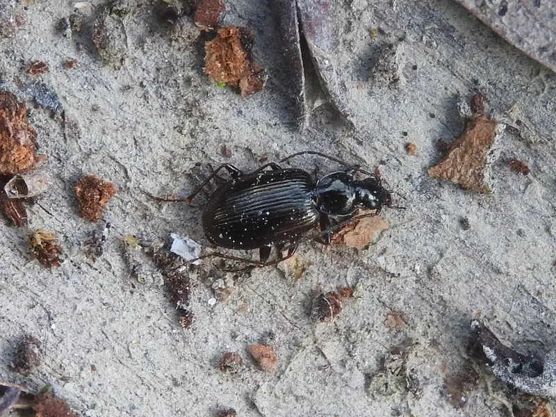 Agonum micans - ligeti kisfutó