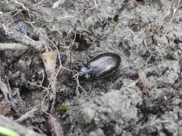 Agonum micans - ligeti kisfutó Agonum micans - ligeti kisfutó