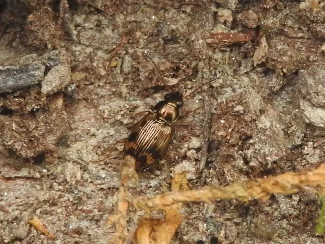 Bembidion semipunctatum - címeres gyorsfutó