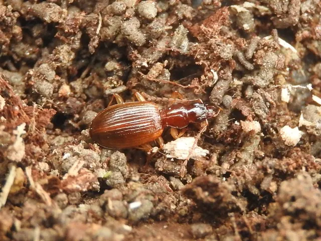 Oxypselaphus obscurus - barnás kisfutó