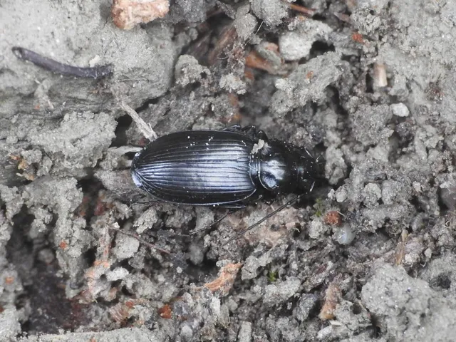 Agonum Agonum