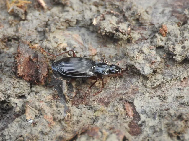 Limodromus assimilis - vöröslábú kisfutó