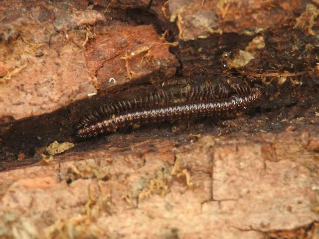 Diplopoda - Ikerszelvényesek