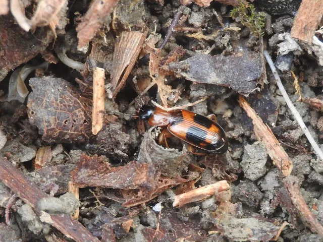 Badister lacertosus - erdei posványfutonc