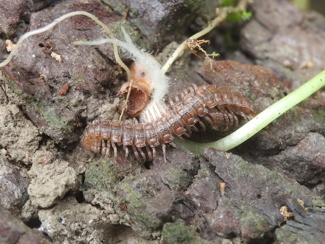 Diplopoda - Ikerszelvényesek