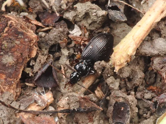 Limodromus assimilis - vöröslábú kisfutó