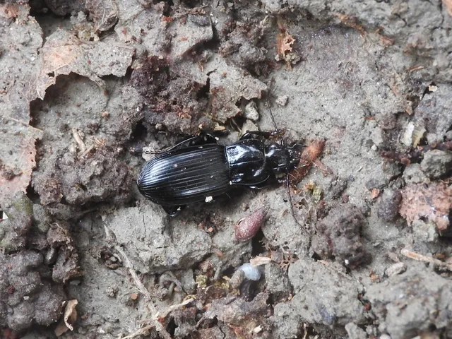 Pterostichus anthracinus - fekete gyászfutó