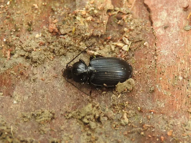 Agonum Agonum