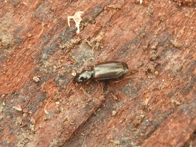 Syntomus obscuroguttatus - négyfoltos gyökérfutó