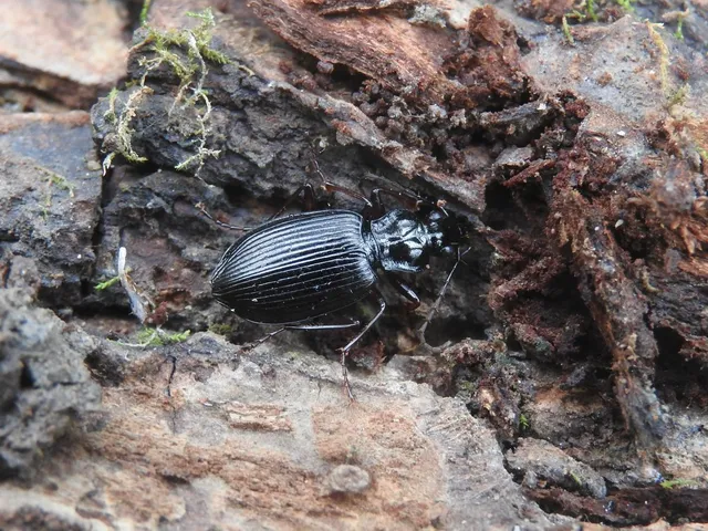 Limodromus assimilis - vöröslábú kisfutó