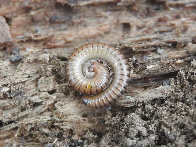 Diplopoda - Ikerszelvényesek