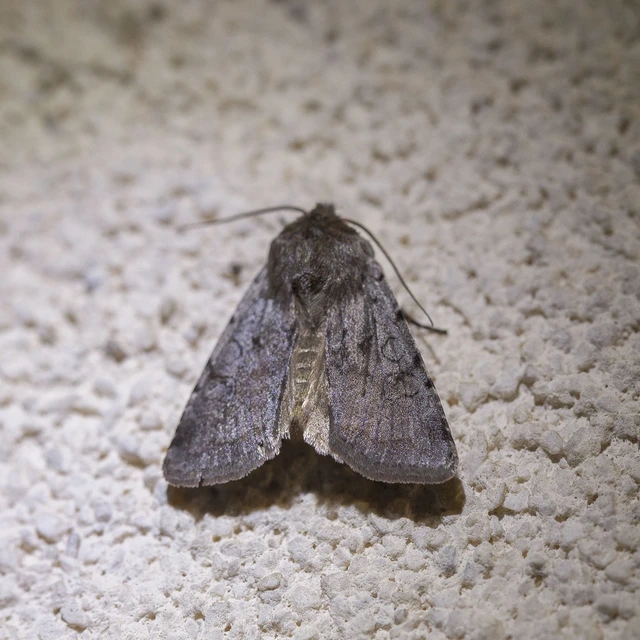 Cerastis rubricosa - vörhenyes tavaszibagoly