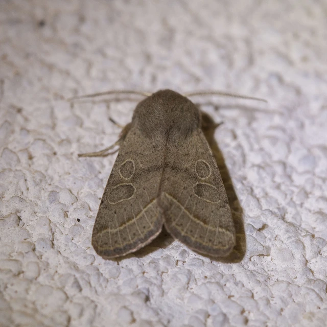Orthosia cerasi - közepes barkabagoly