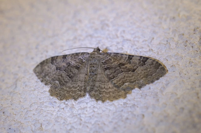 Hydria cervinalis - őzbarna araszoló