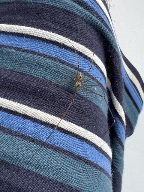 Hoplopholcus forskali - mintás álkaszáspók