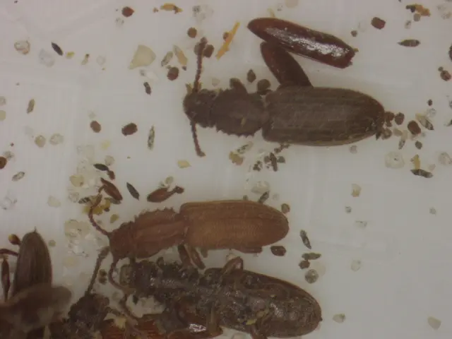 Oryzaephilus surinamensis - zsizsikfaló fogasnyakú-lapbogár