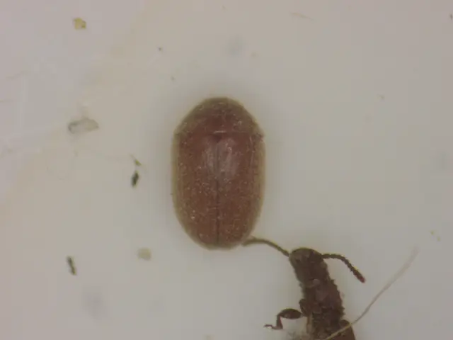 Ptinidae - tolvajbogarak