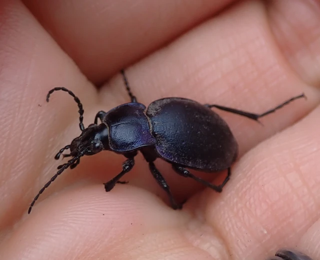 Carabus convexus - selymes futrinka Carabus convexus - selymes futrinka