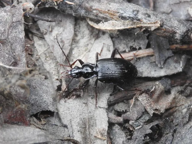 Limodromus assimilis - vöröslábú kisfutó