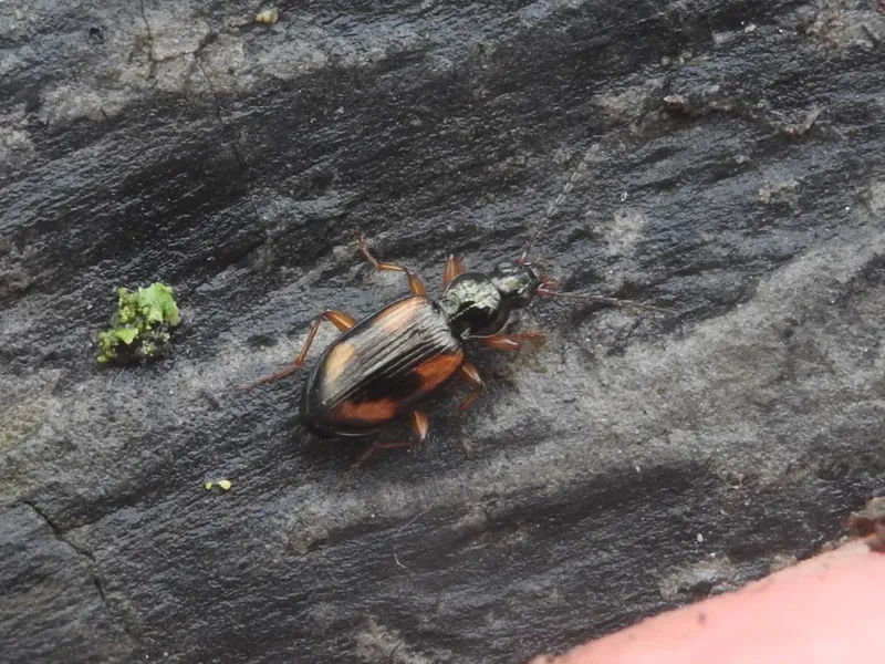 Bembidion tetracolum - keresztfoltú gyorsfutó