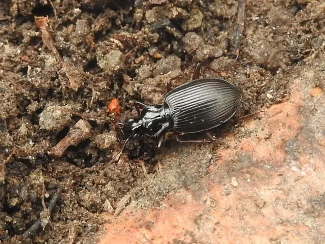 Limodromus assimilis - vöröslábú kisfutó