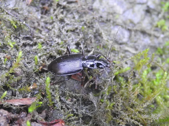 Limodromus assimilis - vöröslábú kisfutó