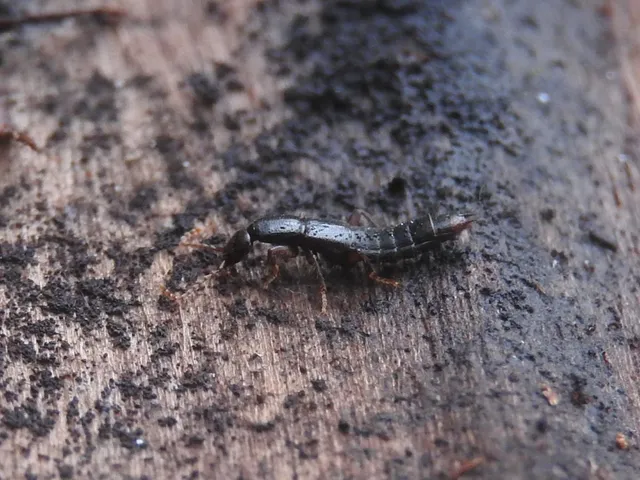 Lathrobium brunnipes - nagy mocsárholyva