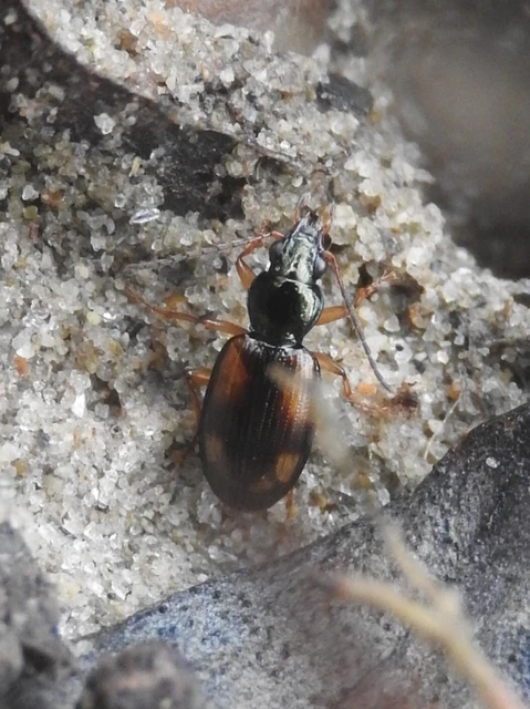 Bembidion subcostatum vau - rövidszárnyú gyorsfutó