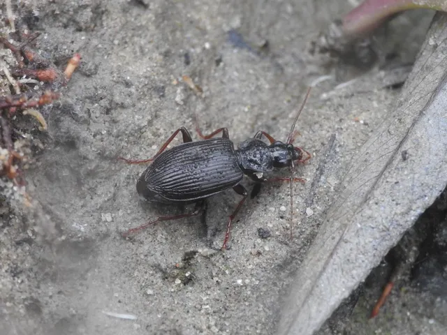 Limodromus assimilis - vöröslábú kisfutó
