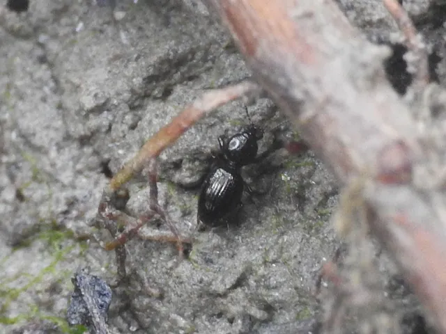 Dyschirius