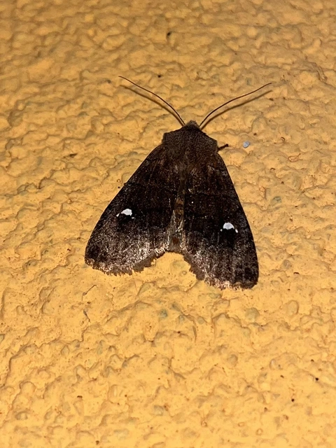 Eupsilia transversa - holdacskás télibagoly