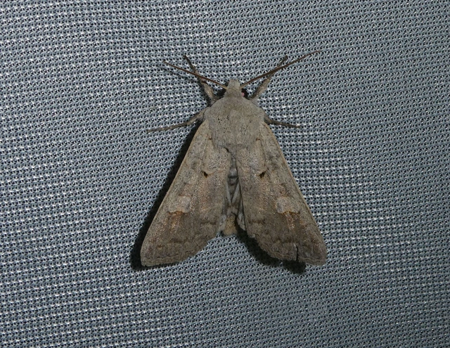 Ammoconia caecimacula - szürke őszibagoly