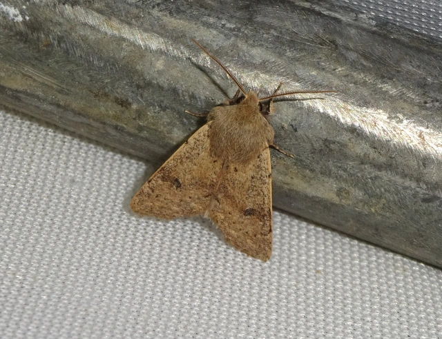 Orthosia cruda - kis barkabagoly
