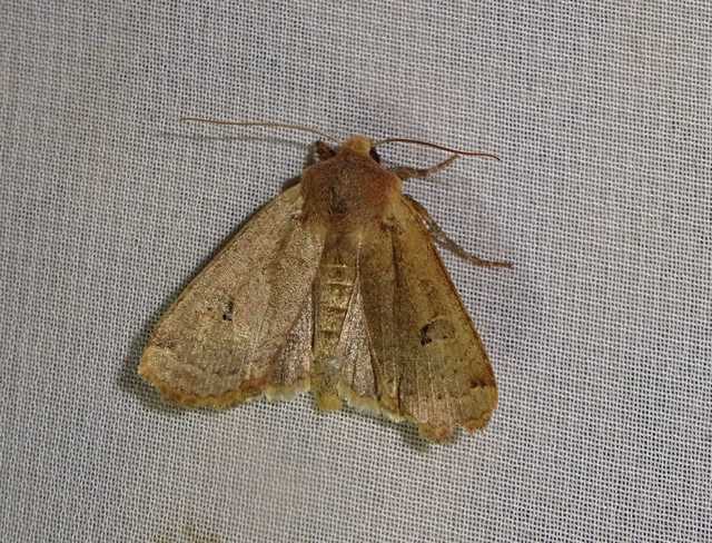 Conistra erythrocephala - vörösfejű őszibagoly