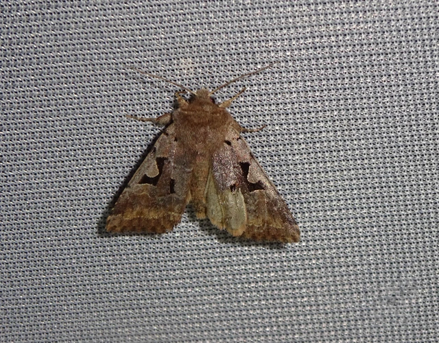 Orthosia gothica - feketefoltos barkabagoly