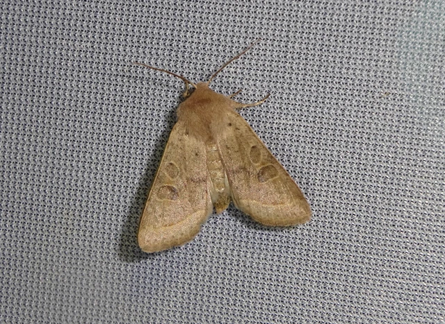 Orthosia cerasi - közepes barkabagoly