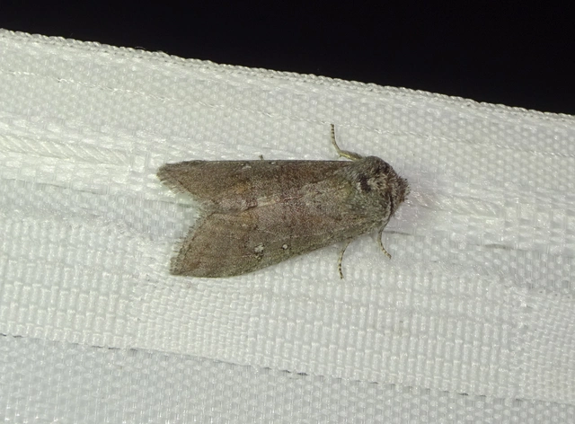 Asphalia ruficollis - vörösnyakú pihésszövő