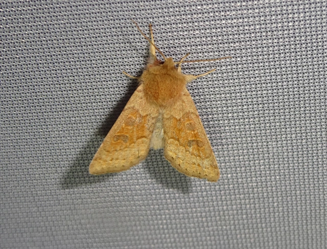 Orthosia miniosa - sárgás barkabagoly