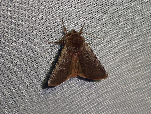 Cerastis rubricosa - vörhenyes tavaszibagoly