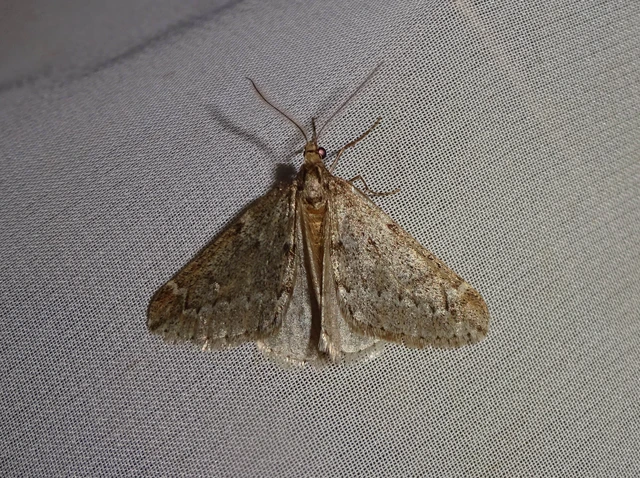Alsophila aescularia - vadgesztenye-araszoló