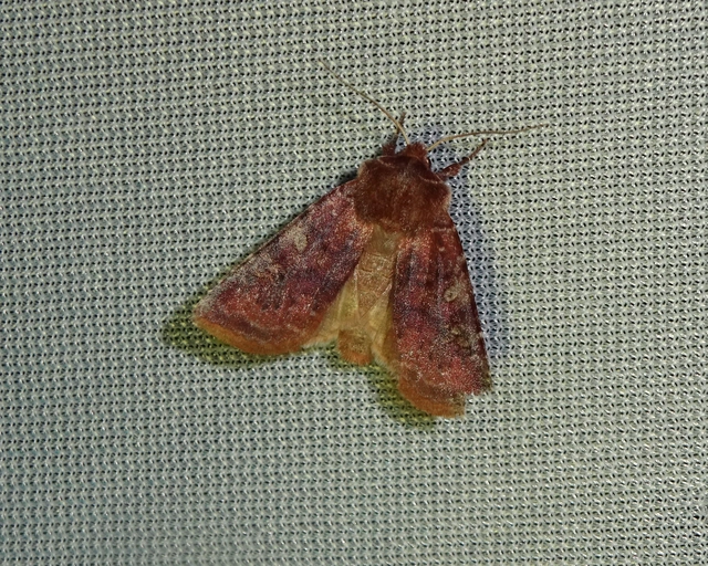 Cerastis leucographa - fehérjegyes tavaszibagoly