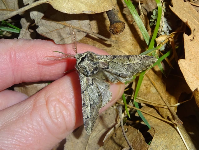 Biston strataria - barnapettyes araszoló