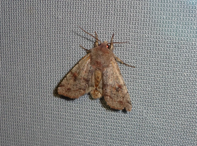 Orthosia incerta - változékony barkabagoly