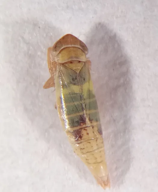 Mocuellus quadricornis