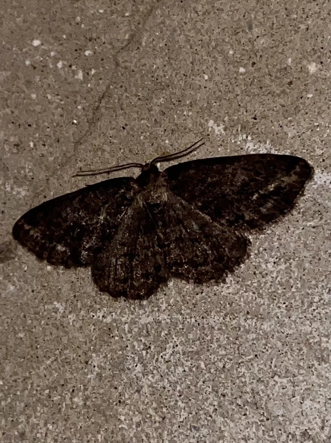 Ectropis crepuscularia - avararaszoló