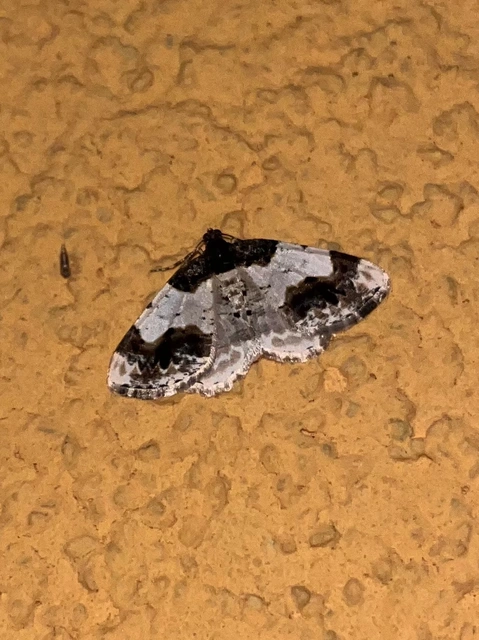Ligdia adustata - barna levélaraszoló